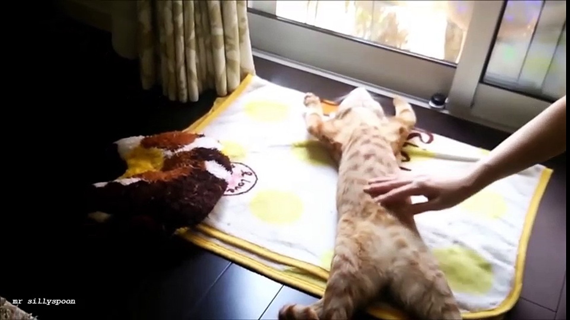 FUNNY LAZY PETS - Laziest Pets Compilation