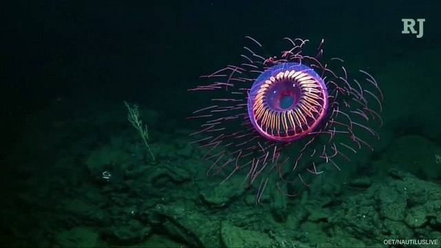 This Super Rare Jellyfish Looks Like a Firework