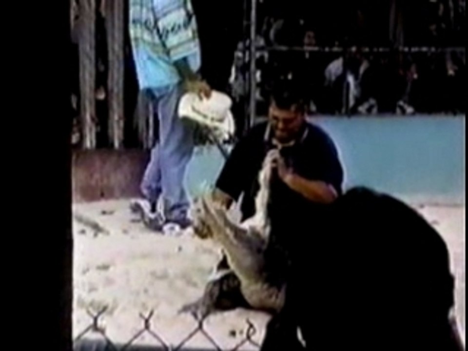 Attaque d'alligator