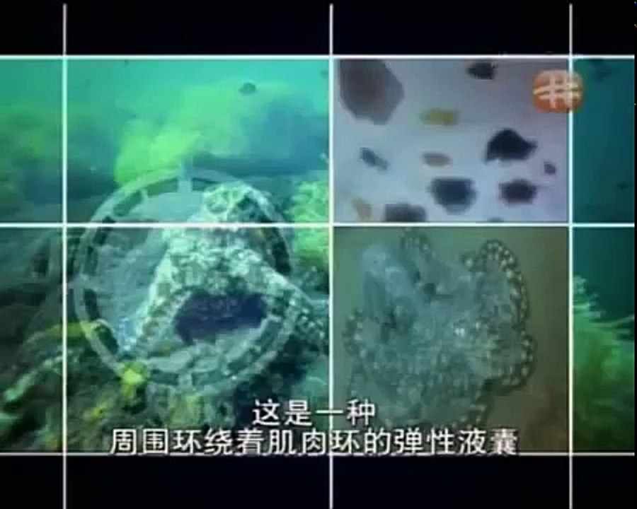 Hidden Killers Stealth Survival (Nature Documentary)