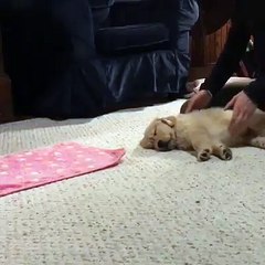 Sen: Sáng rồi dậy đi chơi nè bé ơi :OBoss: Ớ, đây là đâu, tui là ai :O thoy ngủ tiếp :v :v