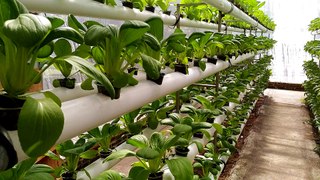 Greenhouse Hidroponik dipenuhi Sayuran Sawi