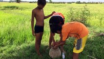 Wow! Brave Boys Catch Big Snake At Rice Farm - Catch Fish Using Bamboo Trap