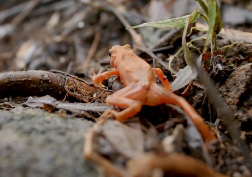 Smithsonian Releases About 500 Endangered Frogs in Central Panama