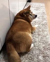 Nhìn giề :v yêu hông mà nhìn :vBiết mấy người mê lắm đừng có làm bộ :3