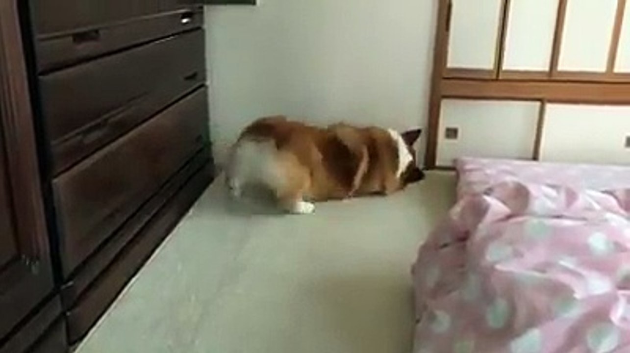 Con mỡ diễn sâu vl ._." tưởng nó ngủ mơ ác mộng hay gì ai dè chỉ là con mập lười =_=