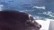 Ce lion de mer vient réclamer du poisson en grimpant sur un bateau