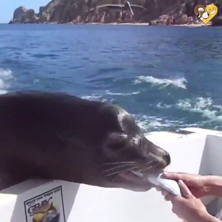 Ce lion de mer vient réclamer du poisson en grimpant sur un bateau