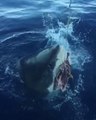 Un grand requin blanc affamé au ralenti... ça donne ça!