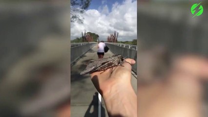 Ce papillon est juste monstrueux!