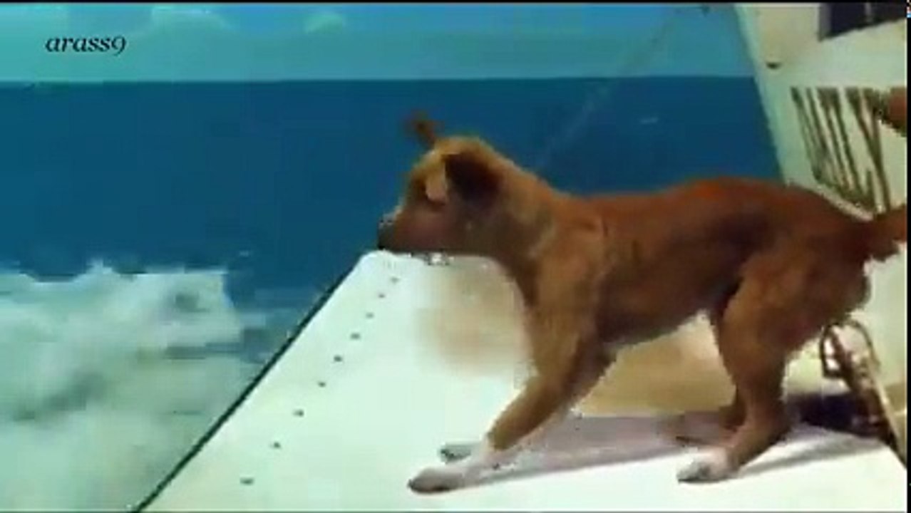 Amitié entre un dauphin et un chien
