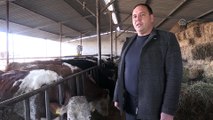 Çiğ süt fiyatları üreticiyi sevindirdi - BALIKESİR