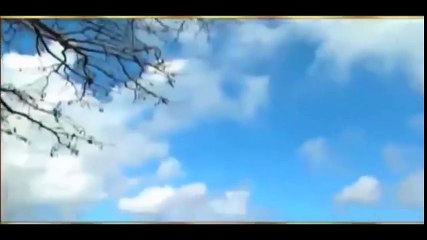 un dauphin sauve un chien des mâchoires d'un requin