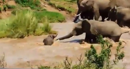 Nehri Geçmeye Çalışan Yavru Fil Akıntıdan Zor Kurtuldu