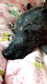 Sindrome Vestibular Geriatrico en Perros mayores - Perro sin pelo del Peru