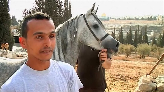 هذا الصباح-تربية الخيول.. هواية تتوارثها الأجيال بالقدس