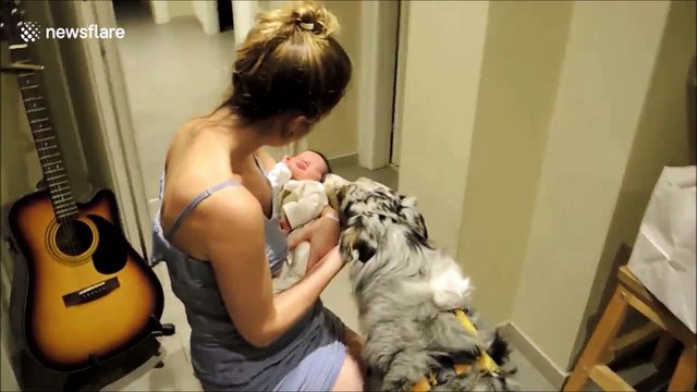 La réaction adorable d'un chien qui rencontre un bébé pour la première fois