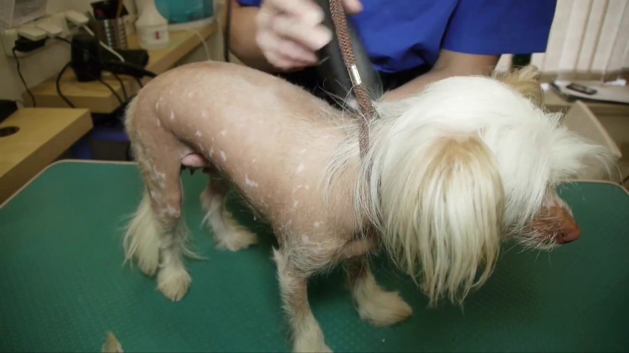 Peluqueria Canina  en perros Chino Crestado