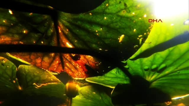 Sakarya Acarlar Longozu'nda Sualtından Çekilen Görüntüler Büyüledi