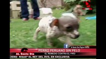 Perro sin pelo del Peru más peruano que el Pisco para este frío invierno