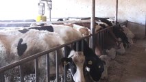 Çiğ Süt Fiyatları Üreticiyi Sevindirdi
