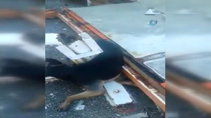 Köpekler Dev Dalgalar Arasında Telef Oldu