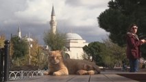 Estambul, capital histórica de perros y gatos callejeros