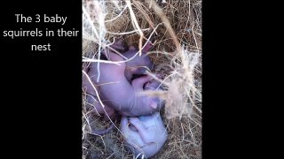 Amazing baby squirrel rescue (by mama squirrel)