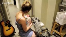 Ce chien rencontre un bébé pour la première fois et sa réaction est adorable