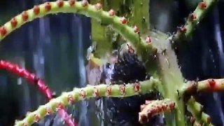 Documentary on ANTS Natures Power (Nature Documentary)