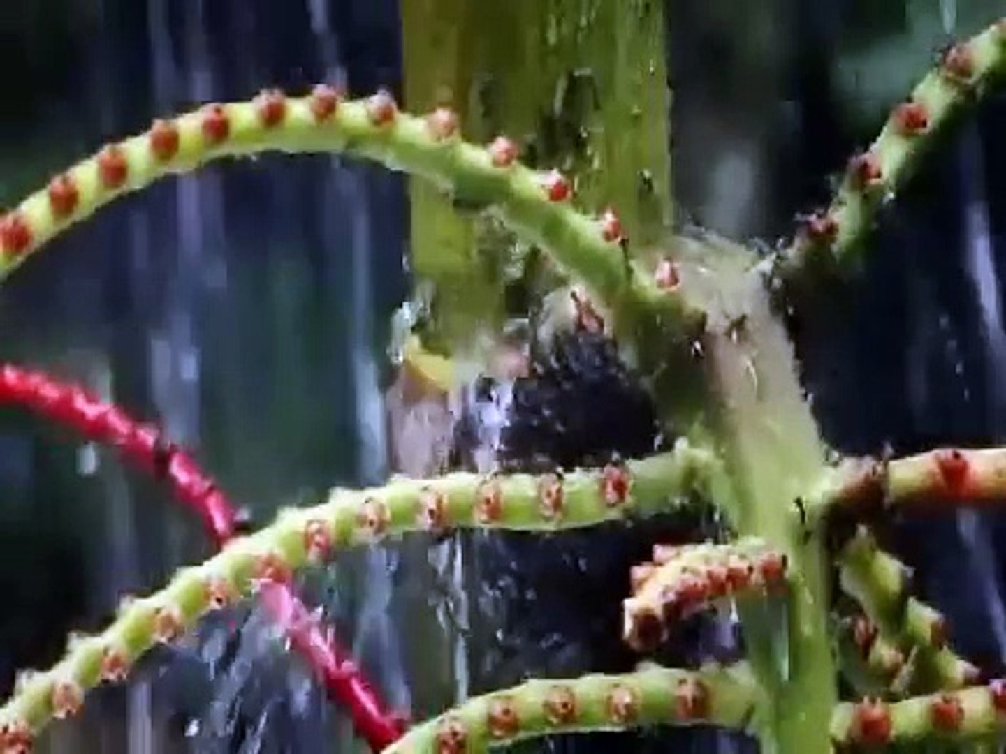 Documentary on ANTS Natures Power (Nature Documentary)