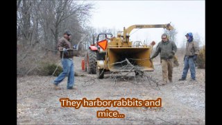 Cleanup of Hedgrows       at our Tree Farm