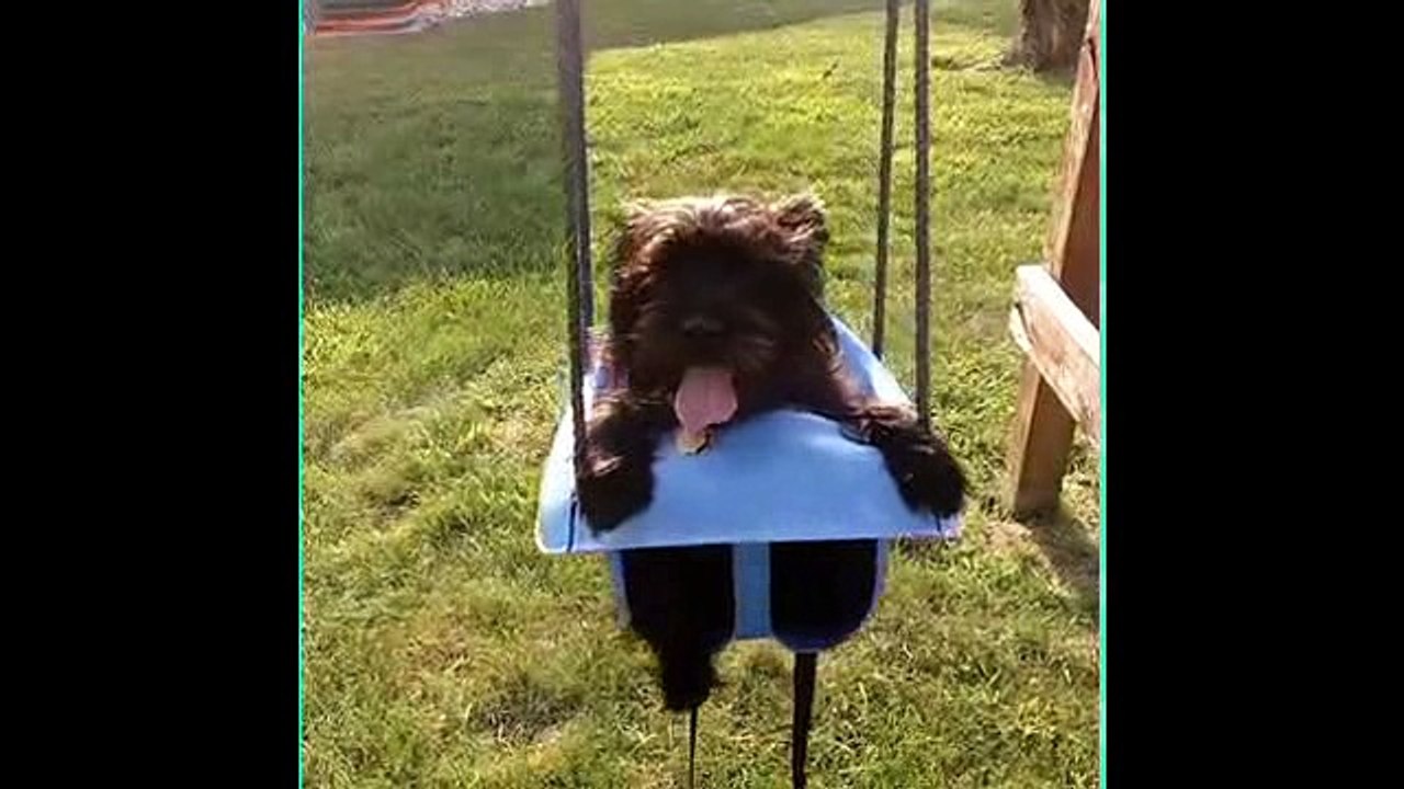 The dogs world very funny