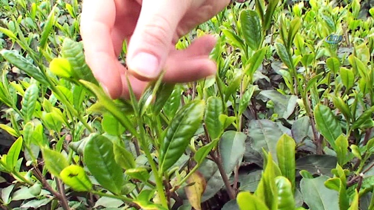 ÇAYKUR bu yıl yaş çay sezonunda 475 kilogram beyaz çay aldı