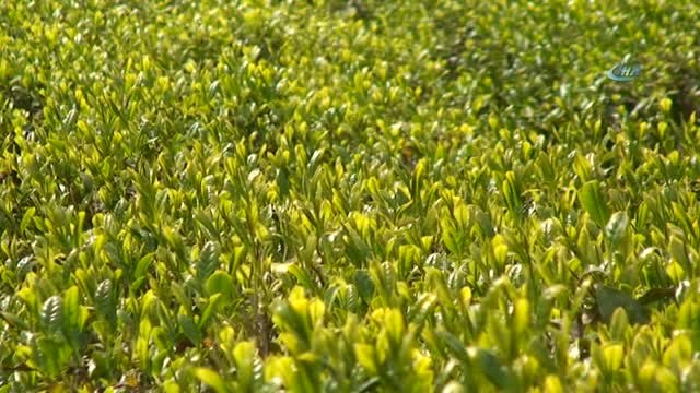 Çaykur Bu Yıl Yaş Çay Sezonunda 475 Kilogram Beyaz Çay Aldı
