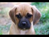 Puggle pug beagle mix