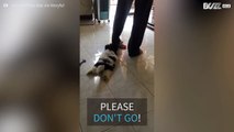 Σκύλος δεν αφήνει το αφεντικό του να φύγει από το σπίτι