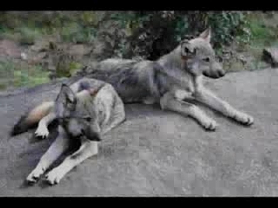 Loups