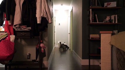 Cat misses doorway and crashes into wall