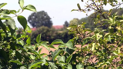 Comment recréer des lieux de vie pour les oiseaux menacés