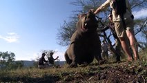 De-horning rhinos to protect them from poachers