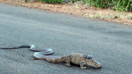 Cobra Latches onto Monitor Lizard