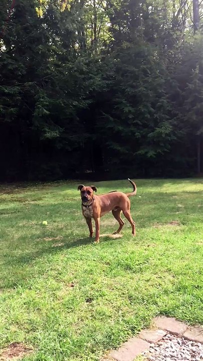 Uncoordinated Dog Plays Fetch