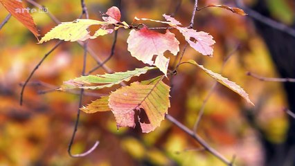 Schlangen geheimnissvoll und gef hrlich Doku HD