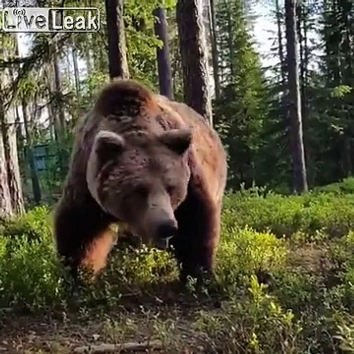Tomber sur un Ours au réveil au camping !