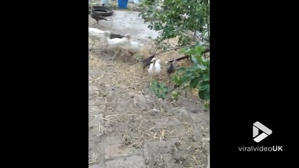 Ce poussin dirige la ferme ! Il effraye tous les canards et poules !