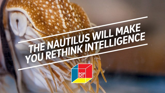 The nautilus will make you rethink intelligence