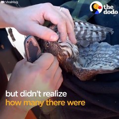 Ce pauvre aigle s'est posé sur un cactus plein de piquants