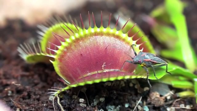 Regardez comment une plante carnivore se nourrit