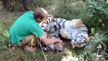 Cette maman tigre laisse son soigneur caresser ses petits... Magnifique